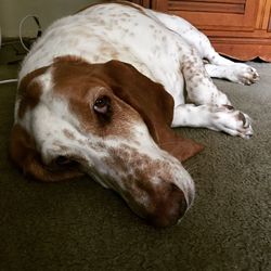 Close-up of dog relaxing on floor