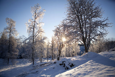 Bare trees on snow covered field against sky