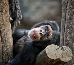 Monkey in a forest