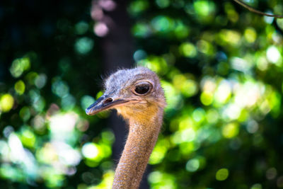 Close-up of a bird