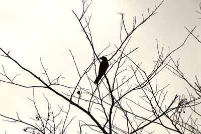 Low angle view of birds perching on tree