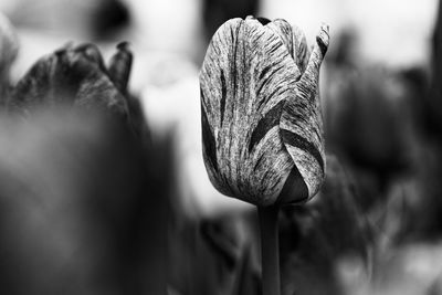 Close-up of flower against blurred background