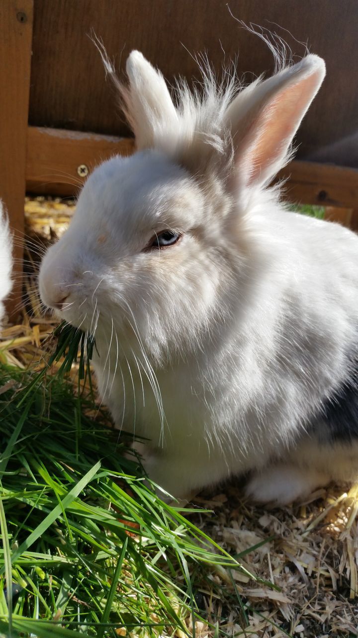 animal themes, one animal, animals in the wild, mammal, outdoors, day, nature, close-up, no people, rabbit, grass