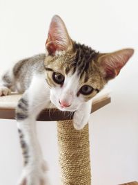 Close-up portrait of cat