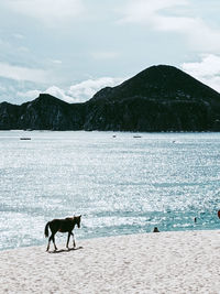 View of a solo horse on beach against the majestic mountain range