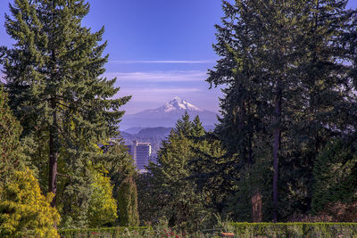 Trees and plants growing on land against sky