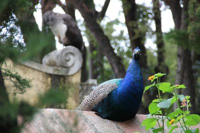 Close-up of peacock