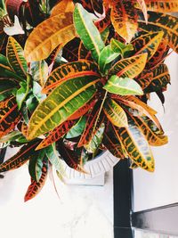 High angle view of yellow leaves on plant