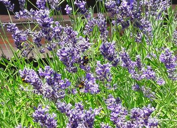 Close-up of purple flowers