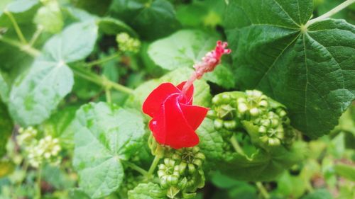 Close-up of red rose