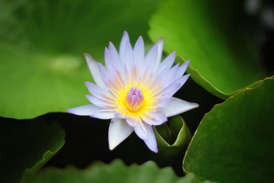 Close-up of purple water lily