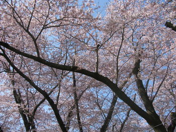 Low angle view of bare tree against sky