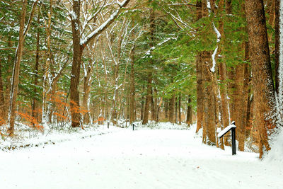 Trees in forest during winter