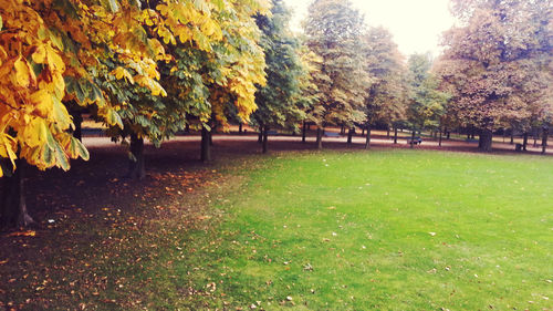 Trees in park during autumn