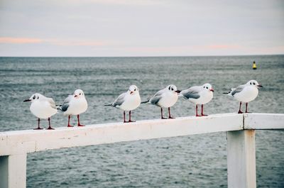 Seagulls on beach by sea against sky