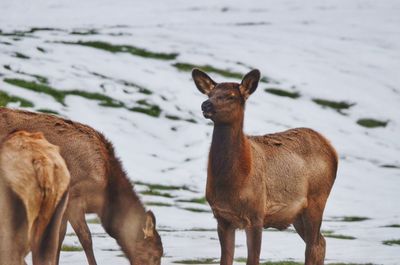 Deer standing on snow covered land