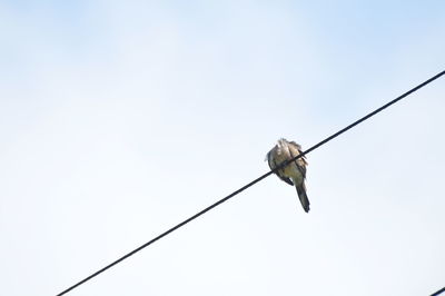 Low angle view of bird perching on cable against sky