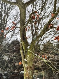 Close-up of tree branch in winter