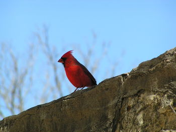 Low angle view of bird perching on red against sky