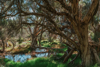 Scenic view of lake in forest