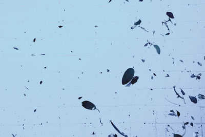 Full frame shot of birds in water