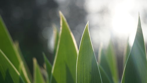 plant