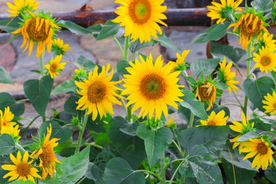 Close-up of yellow flowering plants