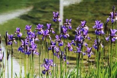 Close-up of purple lavender flowers in field