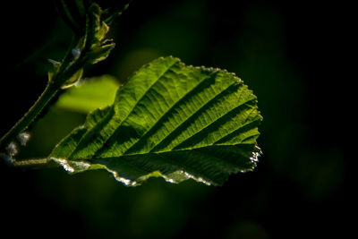 Close-up of fresh green leaf