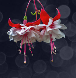 Close-up of pink flowers on table