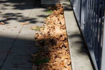 High angle view of dry leaves on footpath