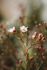 Close-up of white flowering plant