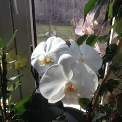 Close-up of white flowers blooming outdoors