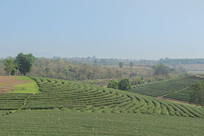 Scenic view of agricultural field against clear sky