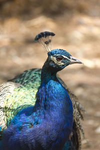 Close-up of peacock