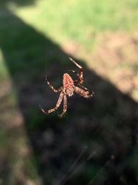 Close-up of spider