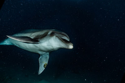 Dolphin swimming undersea