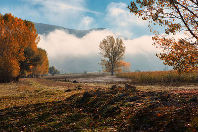 Trees on field against sky during autumn