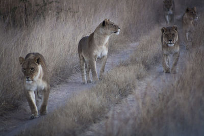 Group of lions walking