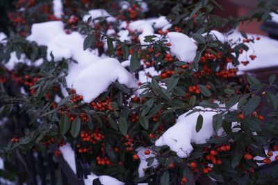 Close-up of snow on leaves during winter