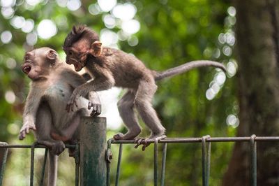 Monkeys standing on railing against trees