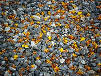 Autumn leaves on field