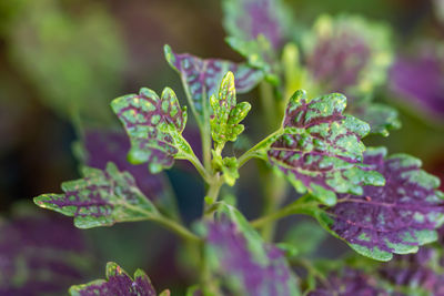 plant
