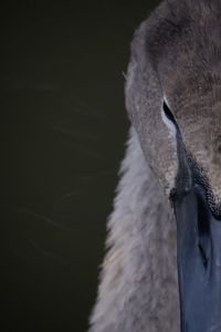 Close-up of a swan