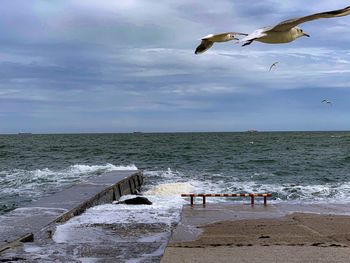 Seagulls flying over sea against sky