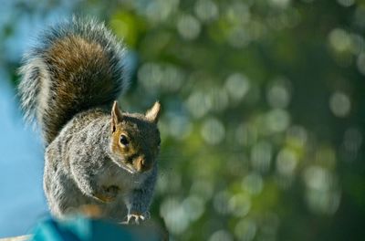 Close-up of squirrel