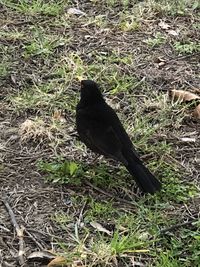 High angle view of bird perching on a field