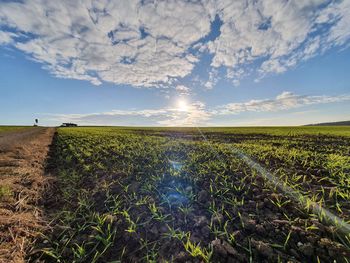 Scenic view of agricultural field against sky