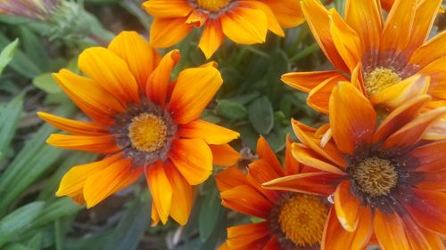 Close-up of yellow flowers blooming outdoors