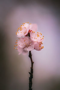 Close-up of cherry blossoms on tree